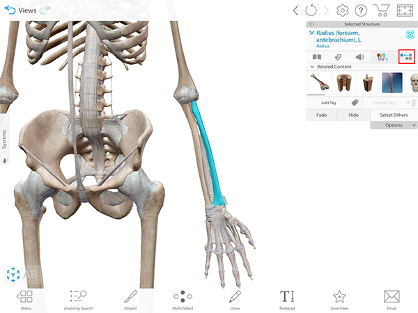 6 Tips to Help You Become a Human Anatomy Atlas Super User